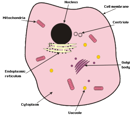 Image result for animal cell diagram gcse