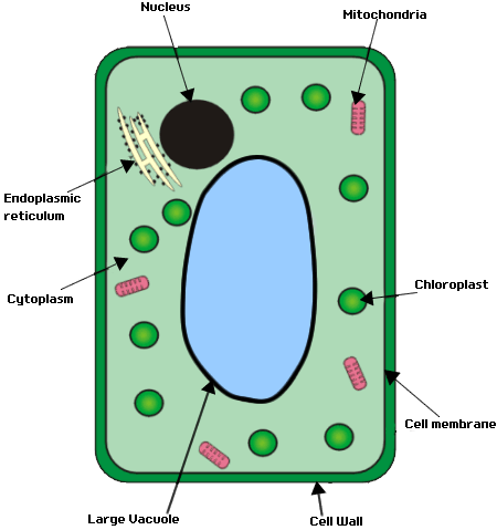 plant cell functions definitions