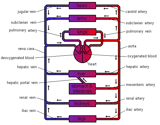 General Plan Of Circulatory System Of Vertebrates Bio 