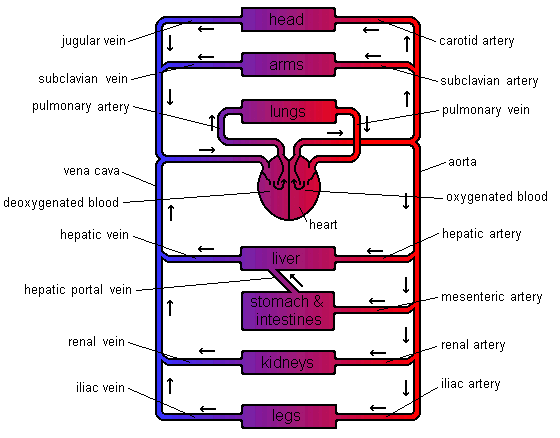 GCSE Biology The Circulatory System