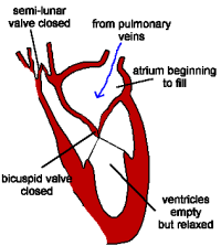 GCSE Biology: How the Heart Beats