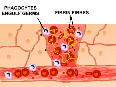 fibres of fibrin form