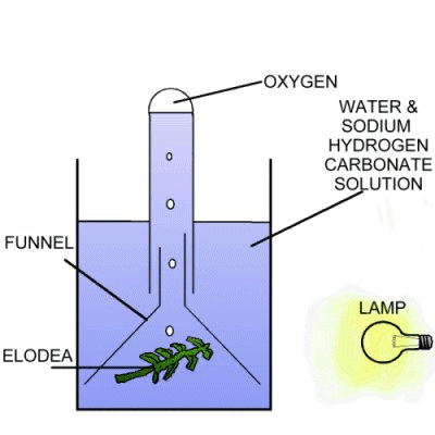 elodea experiment