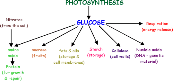Fate Of Glucose
