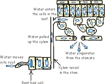 how does water travel through xylem