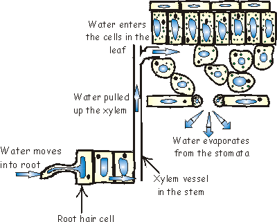 how does water travel up xylem