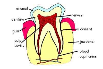 Tooth Structure
