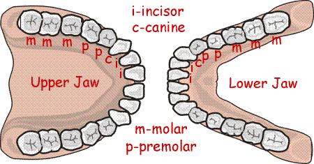 Human Lower Canine Teeth