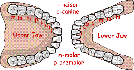 human dentition (21065 bytes)