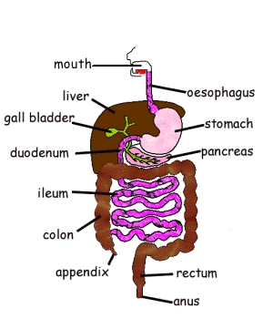 Gcse Biology A Journey Through The Alimentary Canal