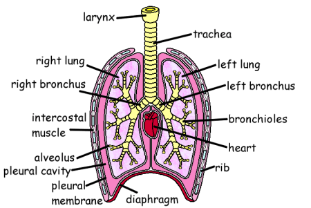 GCSE Biology Structure Of The Lungs