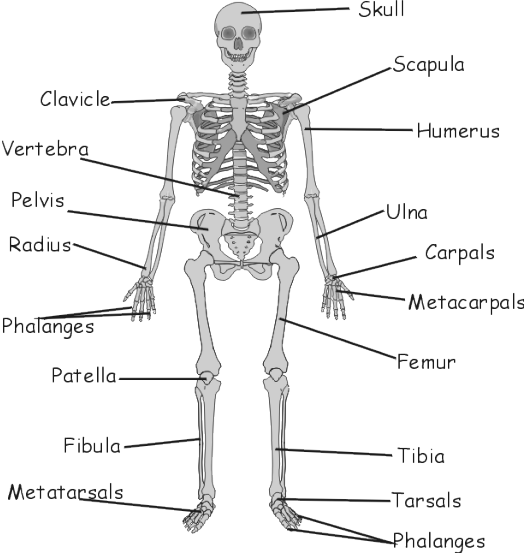 Major Bones In The Human Body Diagram - Bone Cell : The 206 bones in