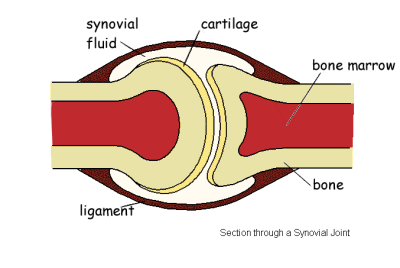 gliding joint examples