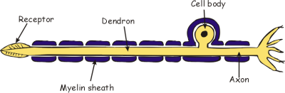 sensory neurone