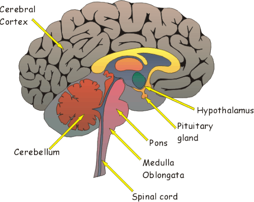 Label Diagram Of The Brain - Drivenheisenberg