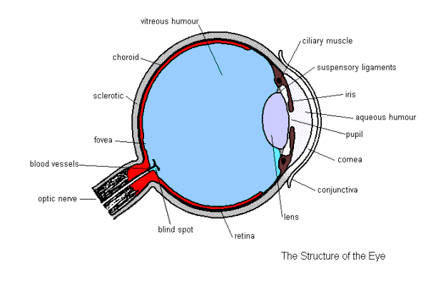 Labelled Diagram Of The Eye Gcse