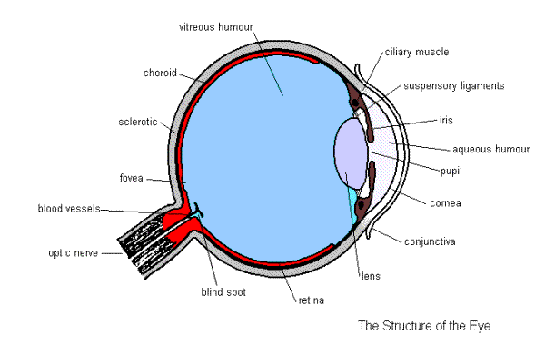 GCSE Biology Structure Of The Eye GCSE Biology Structure Of The Eye