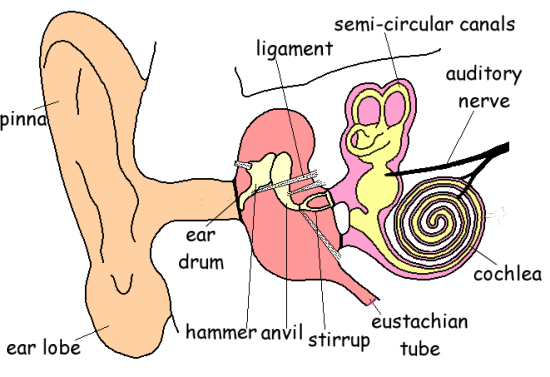 GCSE Biology: Structure of the Ear