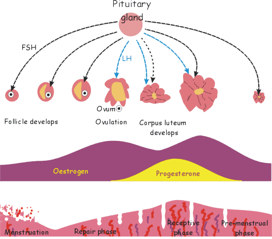 Gcse Biology Sex Hormones