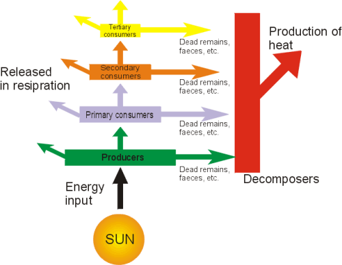 pyramid of energy