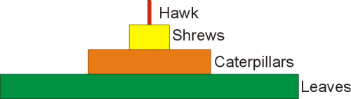 Ecological Pyramids