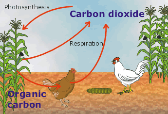 I. Introduction to Hens and Soil Carbon Cycling