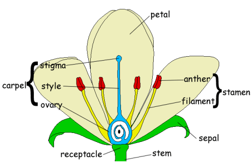 a k pre parts flower of GCSE a Biology: of Structure Flower