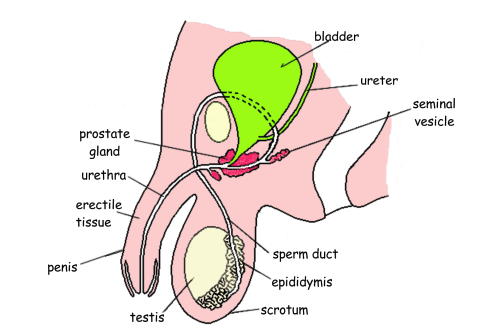 Where are the sperm ducts