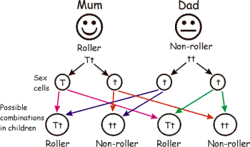 roller and non roller cross