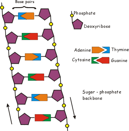 dna backbone structure